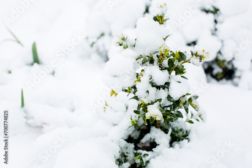 Snow on green branches © Anton