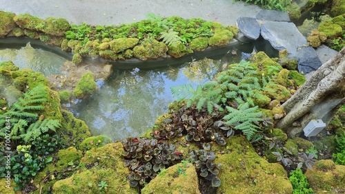 Moss gardens and ponds  rainforests  lush green nature.