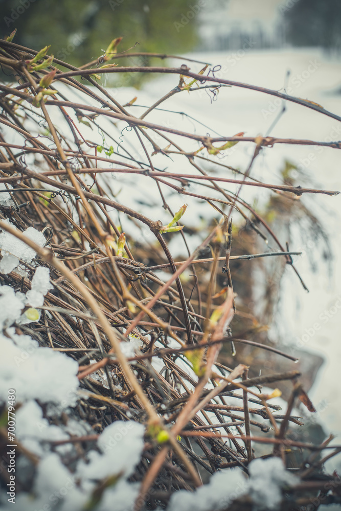 Snow on green branches Snow on green branches