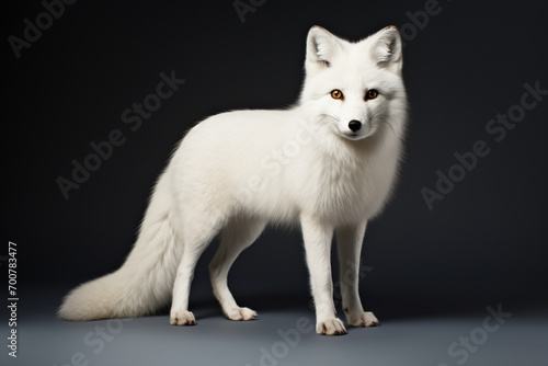 Arctic Fox right side view portrait. Adorable fox studio photography