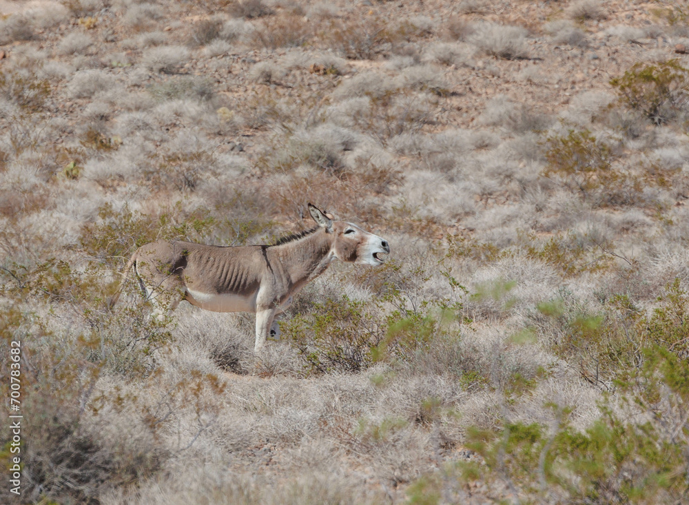 wild burro donkey bellowing in desert wild burro donkey bellowing in desert