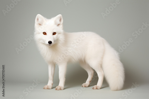 Arctic Fox left side view portrait. Adorable fox studio photography © Laser Eagle