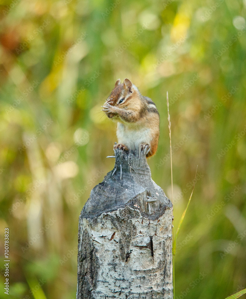 chipmunk making hand signs on stump chipmunk making hand signs on stump