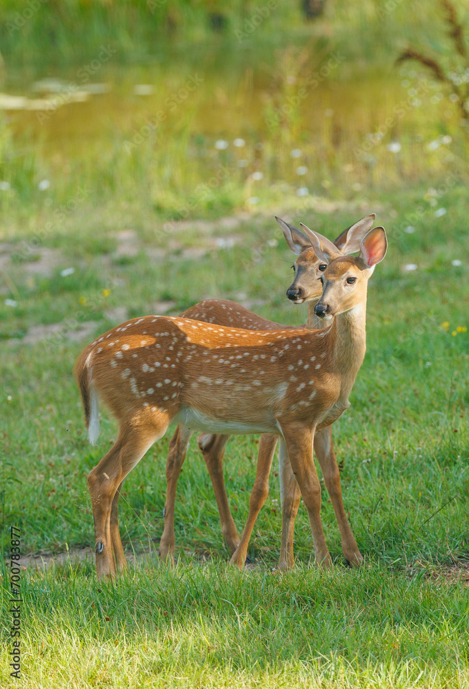 twin whitetail fawns in grass
