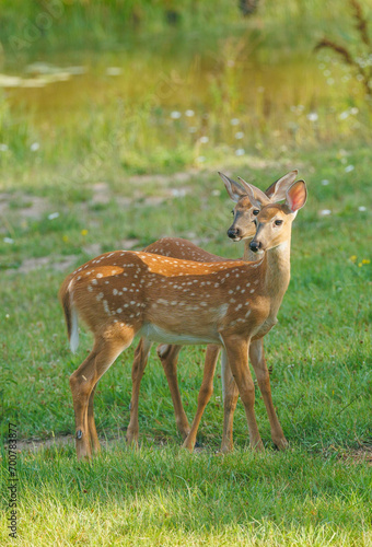 twin whitetail fawns in grass