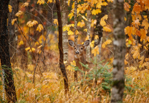 doe hiding in autumn trees