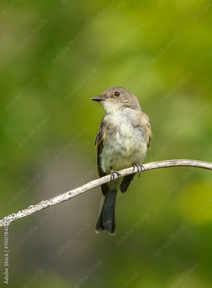 Phoebe flycatcher hunting for insects Phoebe flycatcher hunting for insects