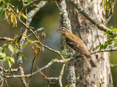 female grosbeak on tree branch  