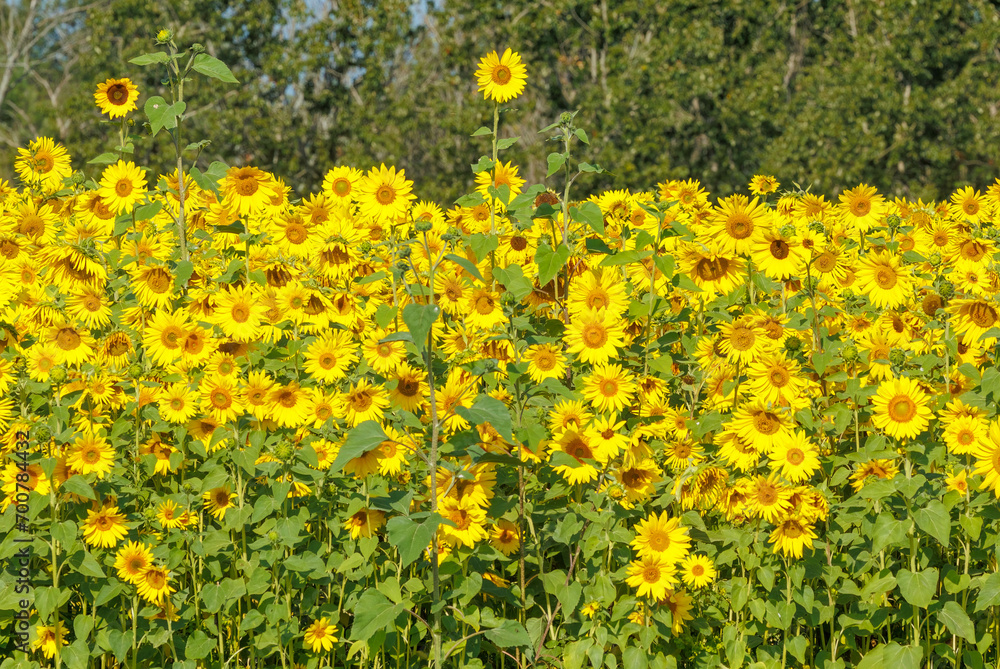 Autumn field of yellow sunflowers Autumn field of yellow sunflowers