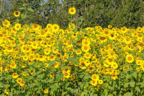 Autumn field of yellow sunflowers 