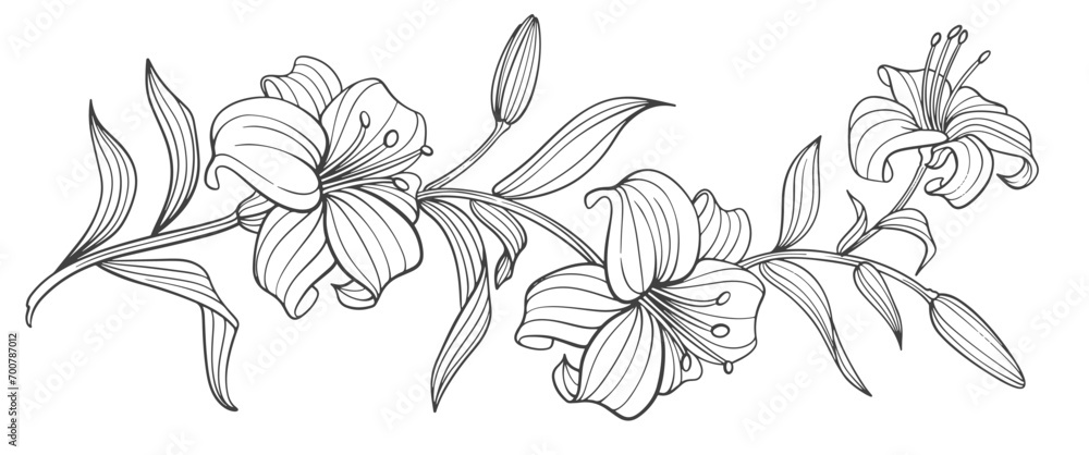 black and white lili flower black and white lili flower