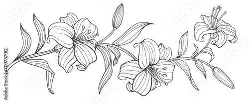 black and white lili flower