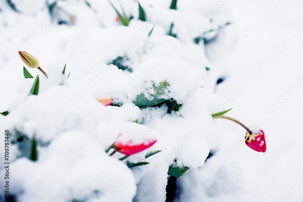 First tulips in the snow First tulips in the snow