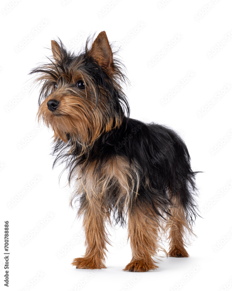 Cute little black and tan Yorkshire Terrier dog puppy, standing diagonal. Looking away from camera. Isolated on a white background. Cute little black and tan Yorkshire Terrier dog puppy, standing diagonal. Looking away from camera. Isolated on a white background.