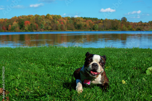 Poopsie Laying in Grass in Front of Lake