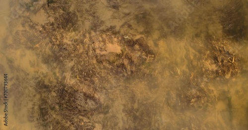 Water chemical pollution in river  photo