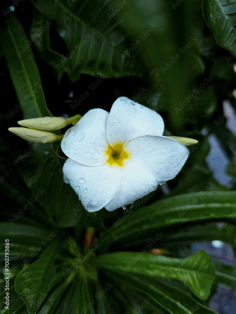 Fototapeta premium white flower with water drops