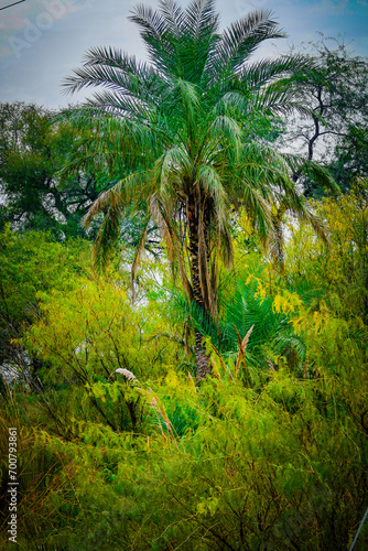 Wallpaper Mural Mountain, Tree , Jungle in meadows Torontodigital.ca