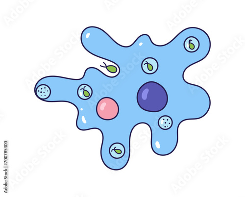 Vector illustration of amoeba anatomy. Educational structure. Doodle style
