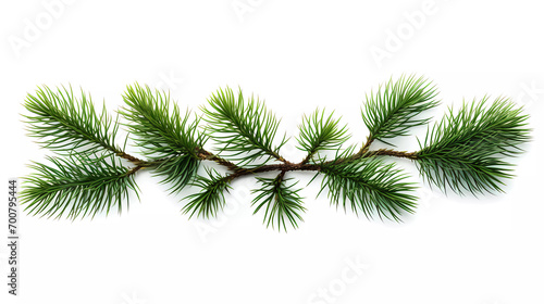 A set of three pine branches with green needles on a white background with a place for text or a picture