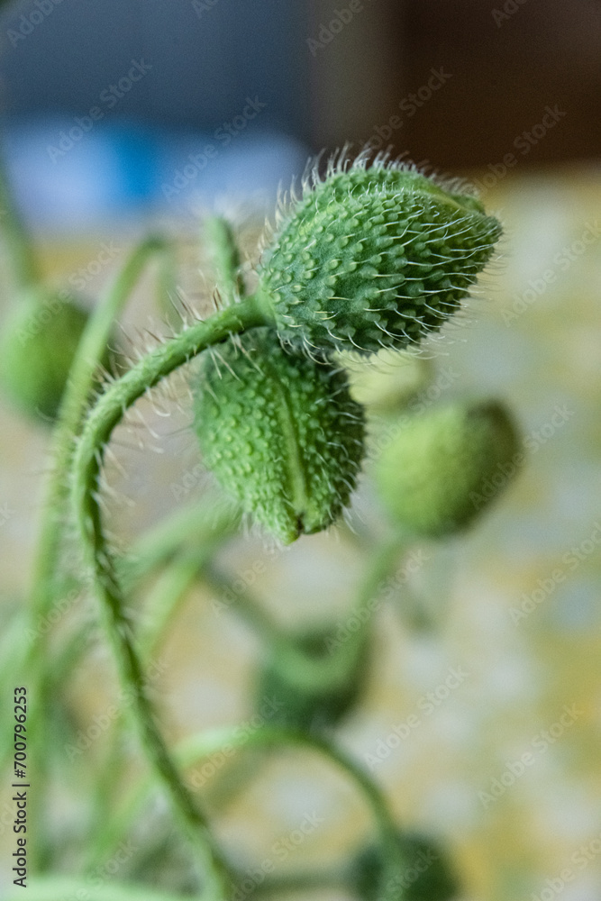 Closed poppy flower bud in a garden. Closed poppy flower bud in a garden.