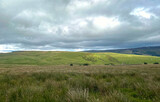 Yorkshire Dales moorland, with heavy clouds, wild plants, grassland, and distant hills near, Appletreewick, UK