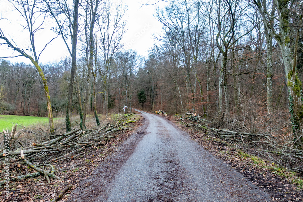 Frisch gefällte Bäume nach Sturm im Wald Frisch gefällte Bäume nach Sturm im Wald