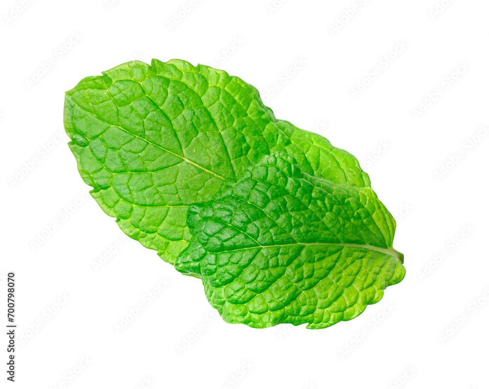 Mint Leaf Isolated, Fresh Menthol Leaves, Green Spearmint, Menthol Herb, Mint Leaf Mint Leaf Isolated, Fresh Menthol Leaves, Green Spearmint, Menthol Herb, Mint Leaf