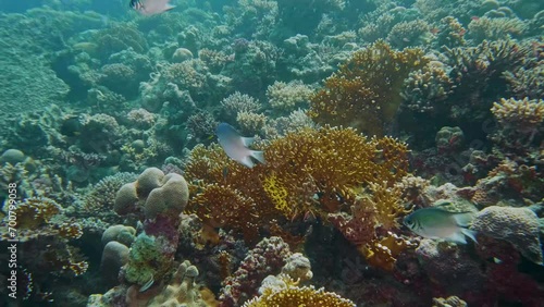 Pale Damselfish. Amblyglyphidodon indicus at Paradise Reef, Red Sea, Egypt -SCUBA DIVE.  photo