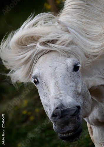 Closeup portrait of beautiful white Icelandic horse shaking head with flowing mane 