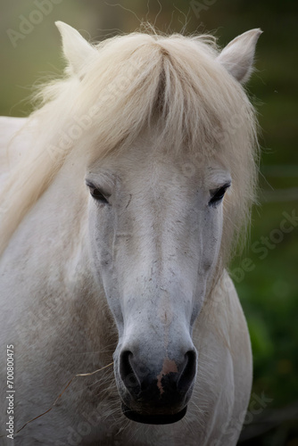Closeup portrait of beautiful white Icelandic horse in green field