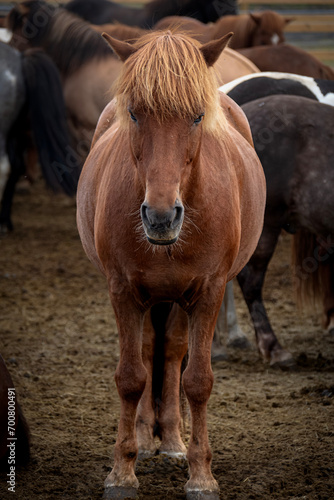 Front full body portrait of brown Icelandic horse in a corral