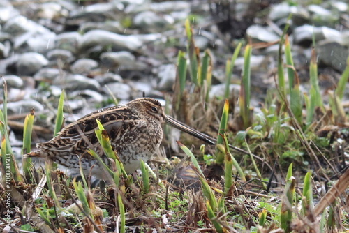 Snipe (gallinago gallinago) at the waters edge. photo