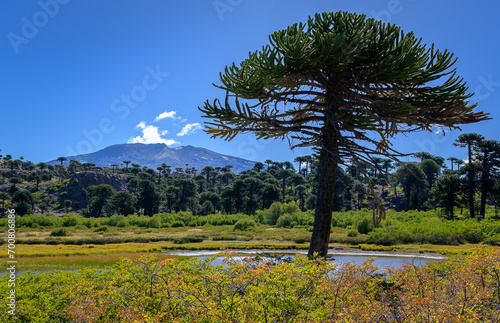 Árbol de araucaria en primer plano con volcán copahue de fondo - Caviahue - Neuquén