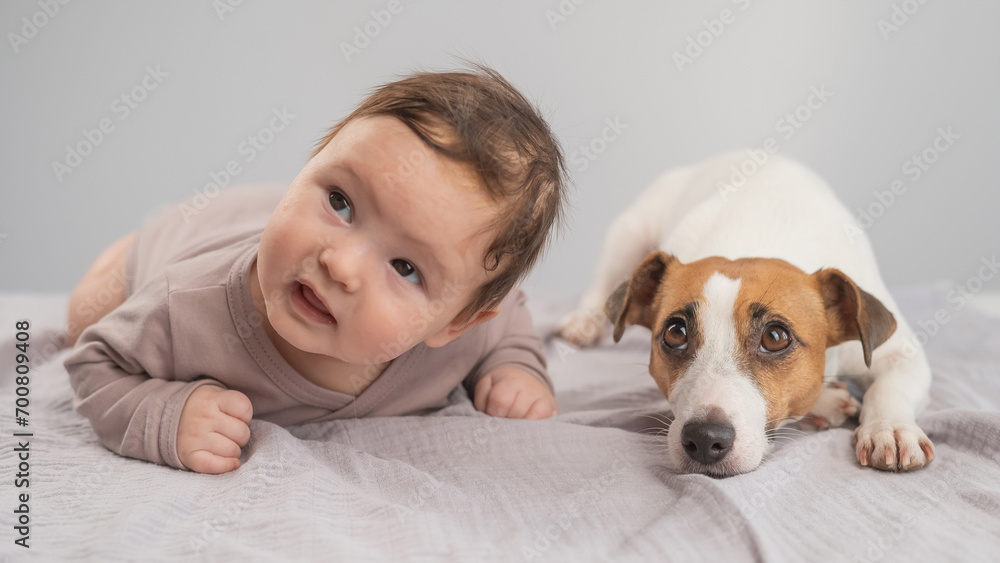 Portrait of a baby lying on his stomach and a Jack Russell Terrier dog. Portrait of a baby lying on his stomach and a Jack Russell Terrier dog.