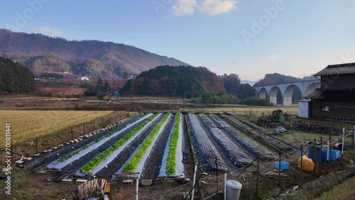 Walking by rows of green vegetables by country house in rural Japan photo