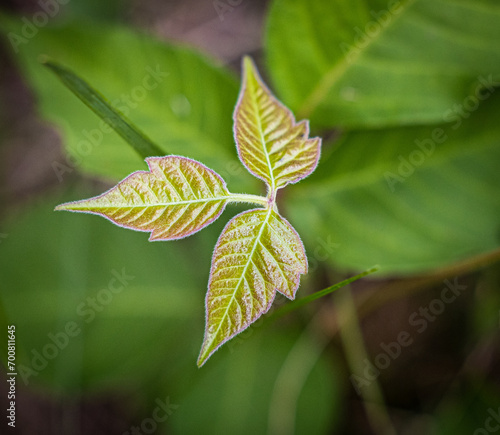 Canvas Print poison ivy leaves of three in the forest