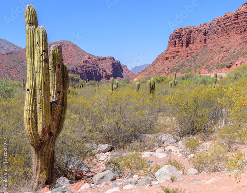 Vista de montañas rojas con cactus en primer plano - Cuesta de Miranda - La Rioja photo