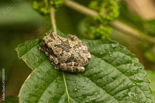 Gray tree frog in a native garden 