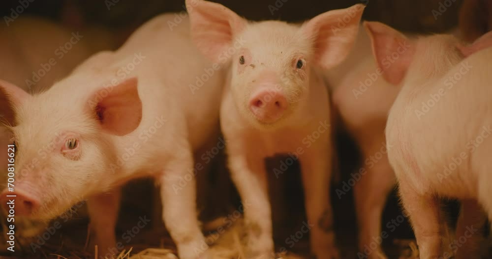 Pigs Farm Piggery Group Of Young Small Pigs Piglets Livestock Farm Newborn Pigs Pigs Farm Piggery Group Of Young Small Pigs Piglets Livestock Farm Newborn Pigs