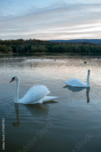 Fototapeta Naklejka Na Ścianę i Meble -  white swans at sunrise under colorful sky