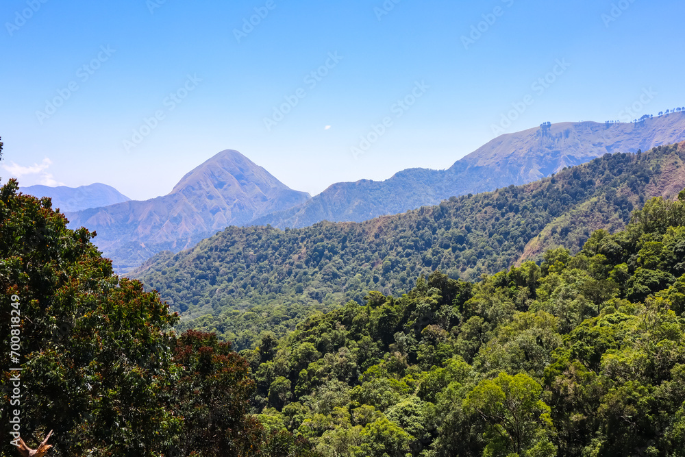 Green trees of rainforest, mountain and ble sky an healthy ecosystem concept and nature background