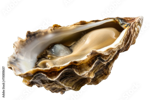 An oyster with its inner part visible, png stock photo file cut out and isolated on a transparent and white background