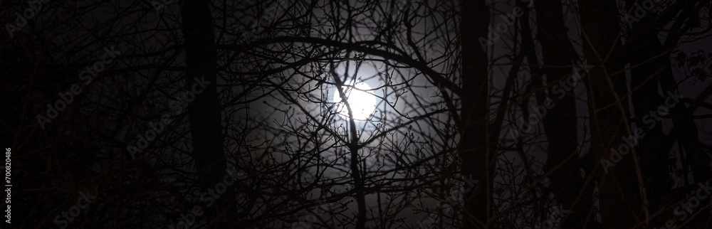 a winter forest moon panorama background a winter forest moon panorama background