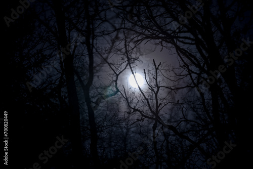 a winter forest moon background © Tobias Arhelger