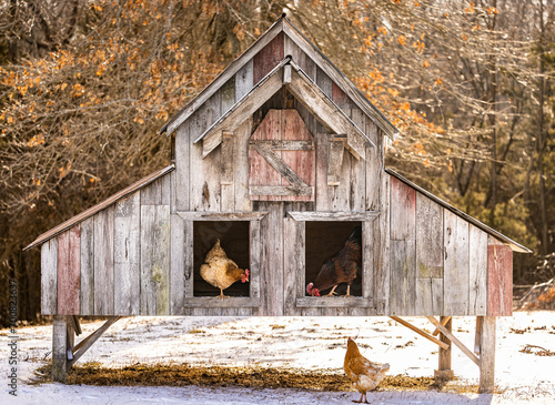 Chickens in old barn chicken coop