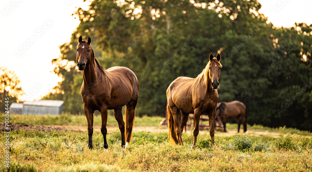 Fototapeta premium horses in the pasture