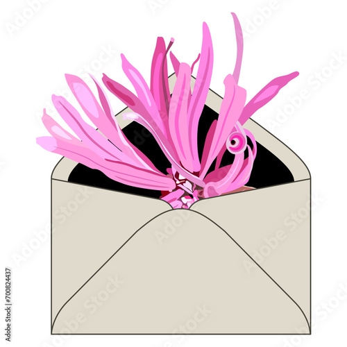 Single blooming flower of Loropetalum Chinense plant inside paper envelope. Floral greeting design. Pink blossom. Chinese fringe flower or strap flower. Isolated vector illustration.