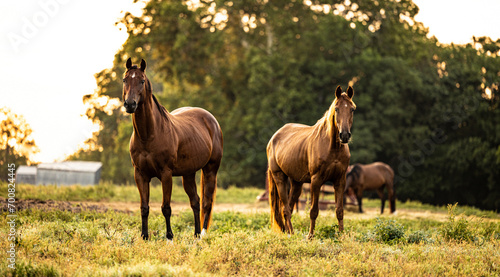 horses in the pasture