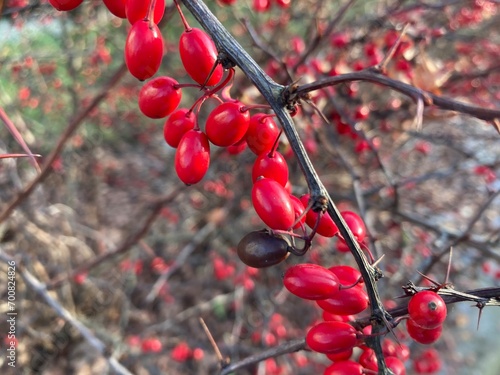 Glamourous red-fruit bush growing its fruits in winter time